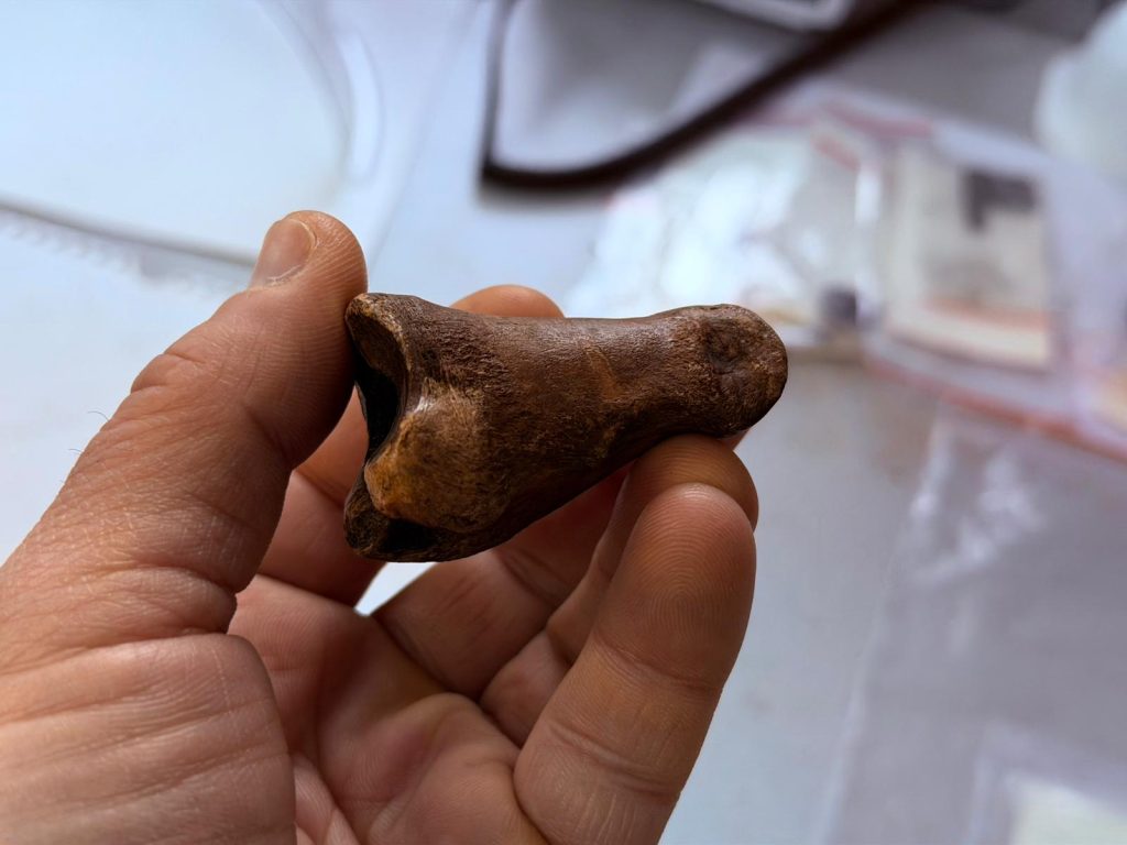 Praca badacza: archeologia w praktyce – kościany pionek do gry w kooten trzymany w dłoni, pozwalający poczuć skalę i wagę zabytkowego artefaktu.