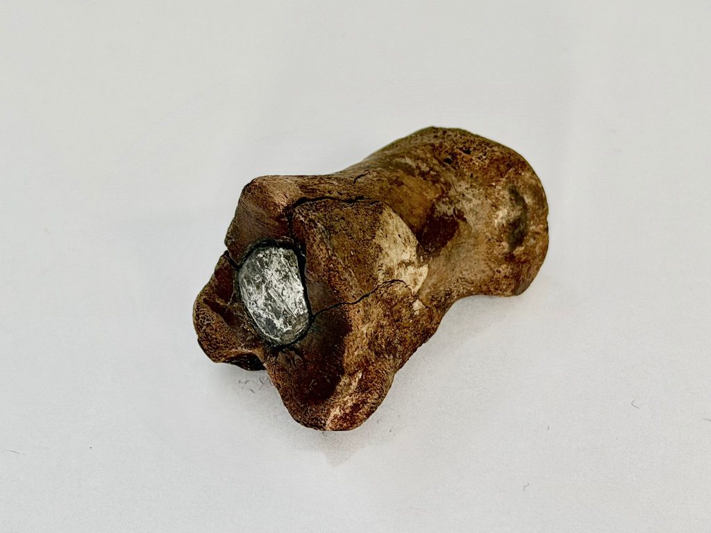 Znalezisko archeologiczne – dociążony ołowiem paliczek bydlęcy służący jako speelkoot, czyli pionek miotający w dawnej grze niderlandzkiej.